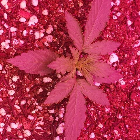 Auto Northern Lights growlog timeline photo