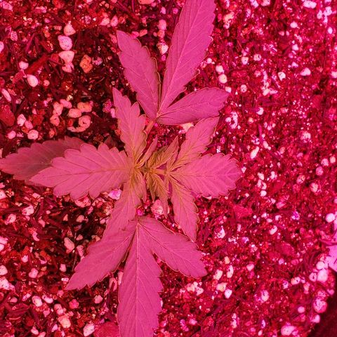 Auto Northern Lights growlog timeline photo