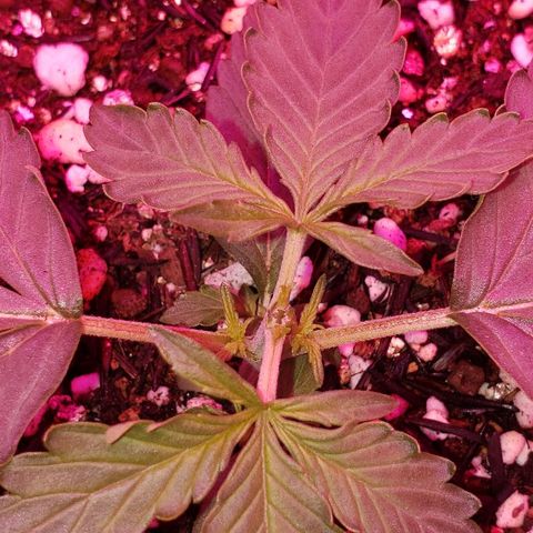 Auto Northern Lights growlog timeline photo