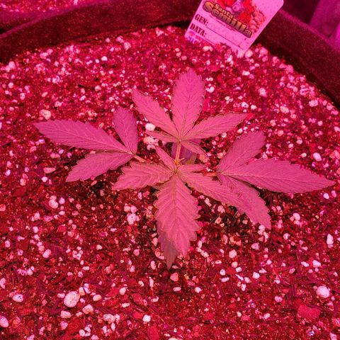 Auto Northern Lights growlog timeline photo