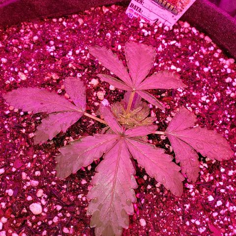 Auto Northern Lights growlog timeline photo
