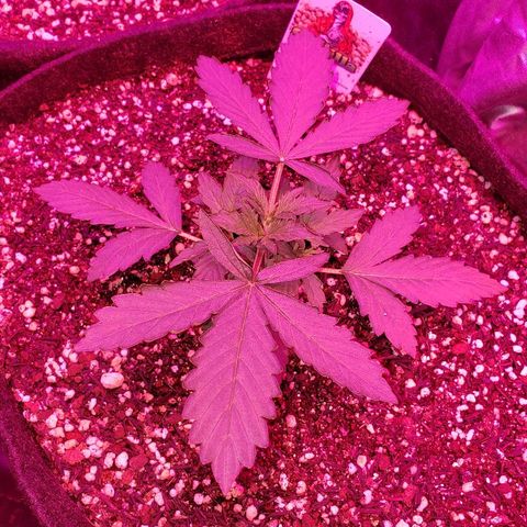 Auto Northern Lights growlog timeline photo