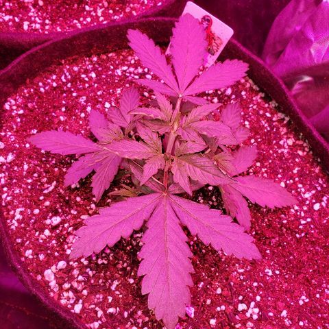 Auto Northern Lights growlog timeline photo