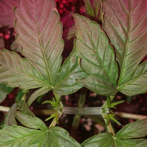 Auto Northern Lights growlog timeline photo