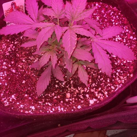 Auto Northern Lights growlog timeline photo