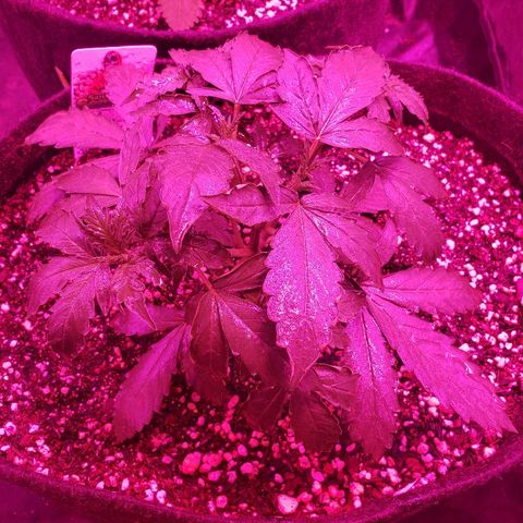 Auto Northern Lights growlog timeline photo