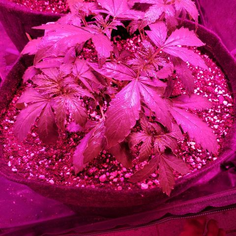 Auto Northern Lights growlog timeline photo