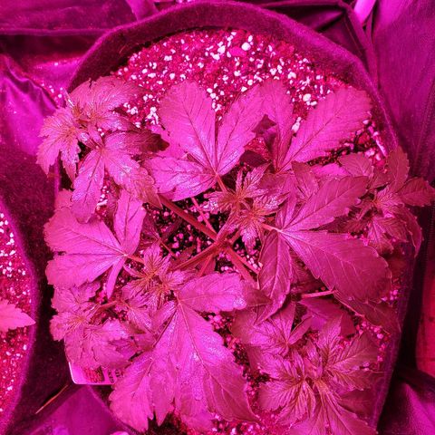 Auto Northern Lights growlog timeline photo