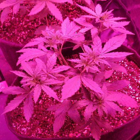 Auto Northern Lights growlog timeline photo