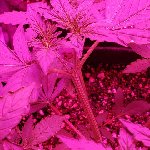 Auto Northern Lights growlog timeline photo