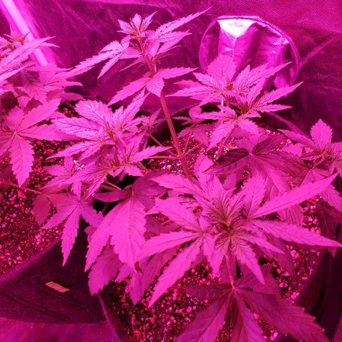 Auto Northern Lights growlog timeline photo