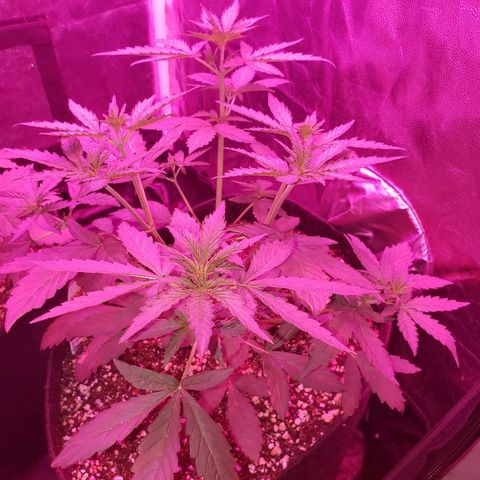 Auto Northern Lights growlog timeline photo