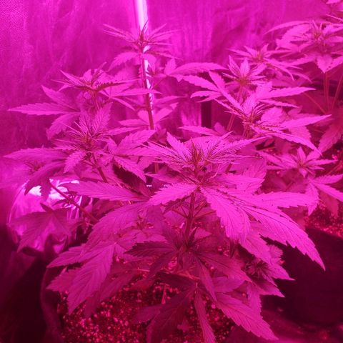 Auto Northern Lights growlog timeline photo
