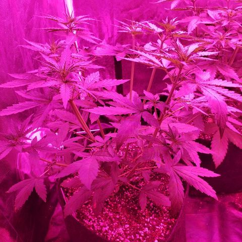 Auto Northern Lights growlog timeline photo
