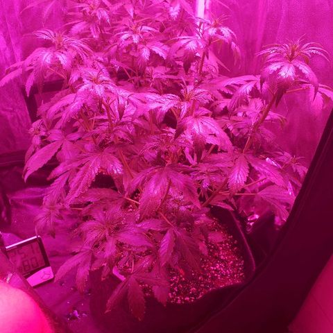 Auto Northern Lights growlog timeline photo