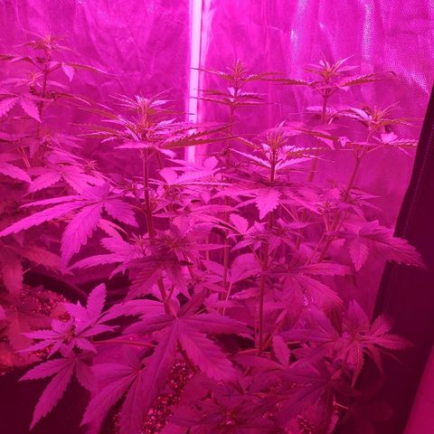 Auto Northern Lights growlog timeline photo