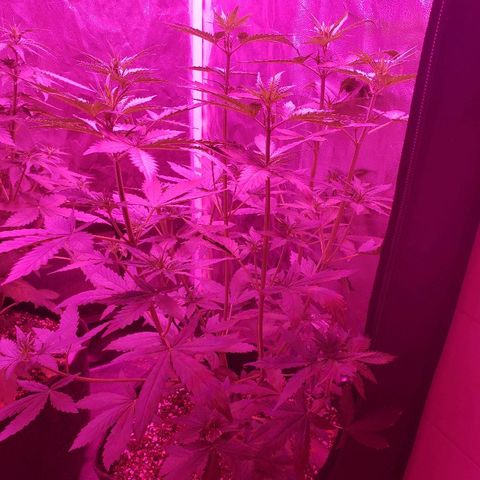 Auto Northern Lights growlog timeline photo