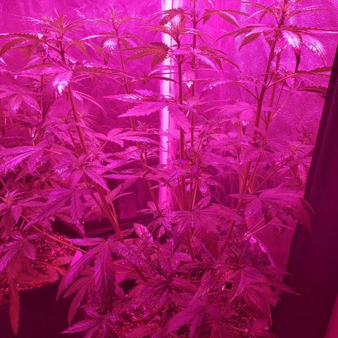 Auto Northern Lights growlog timeline photo