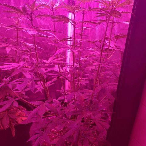 Auto Northern Lights growlog timeline photo