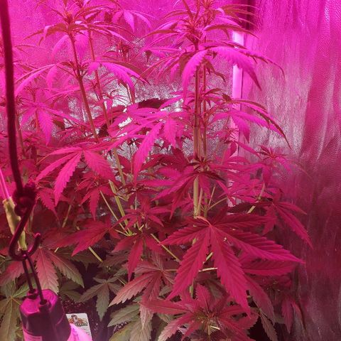 Auto Northern Lights growlog timeline photo