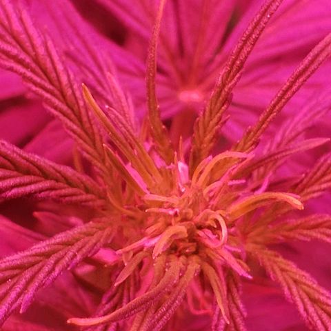 Auto Northern Lights growlog timeline photo