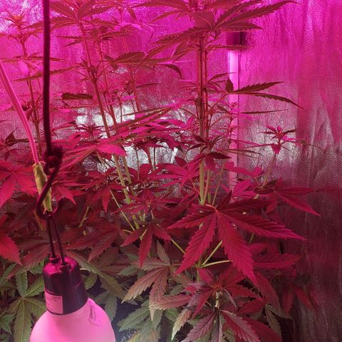 Auto Northern Lights growlog timeline photo