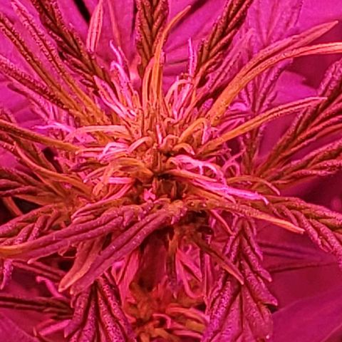 Auto Northern Lights growlog timeline photo