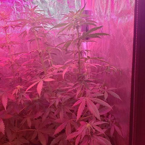Auto Northern Lights growlog timeline photo