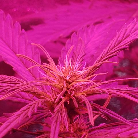 Auto Northern Lights growlog timeline photo