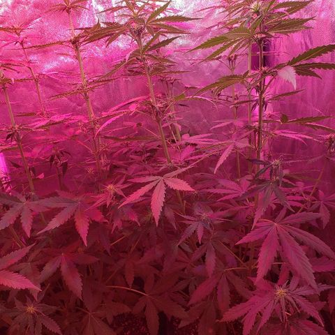 Auto Northern Lights growlog timeline photo
