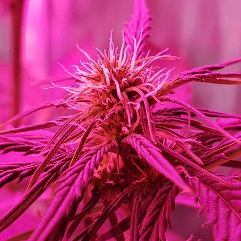 Auto Northern Lights growlog timeline photo