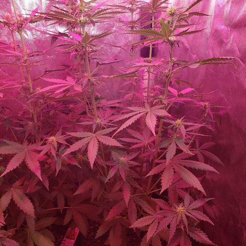 Auto Northern Lights growlog timeline photo