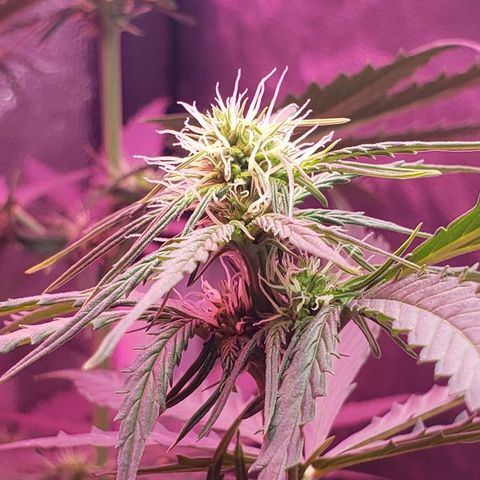 Auto Northern Lights growlog timeline photo