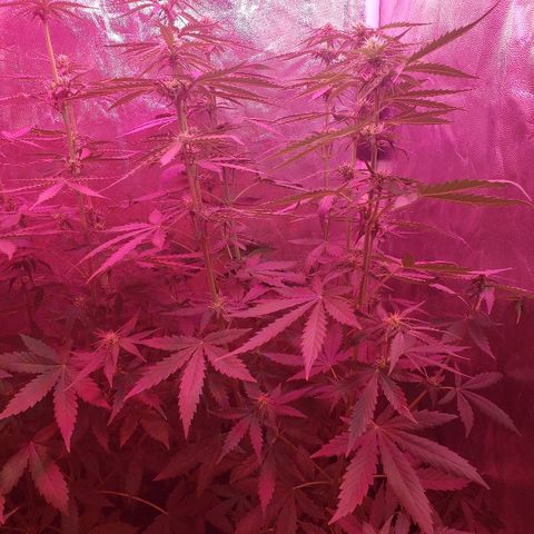 Auto Northern Lights growlog timeline photo
