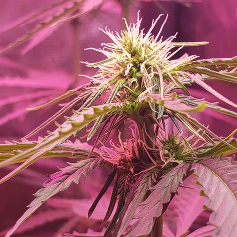 Auto Northern Lights growlog timeline photo