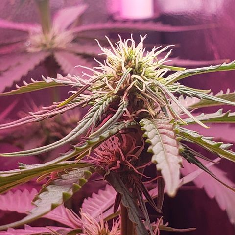Auto Northern Lights growlog timeline photo