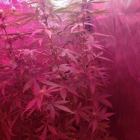 Auto Northern Lights growlog timeline photo