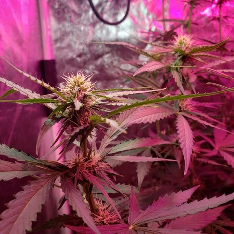 Auto Northern Lights growlog timeline photo