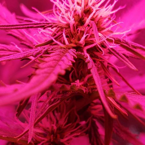 Auto Northern Lights growlog timeline photo