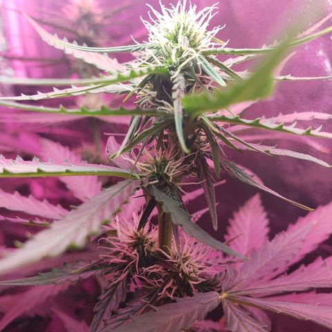 Auto Northern Lights growlog timeline photo