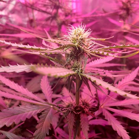 Auto Northern Lights growlog timeline photo