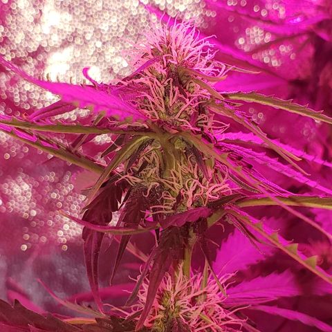 Auto Northern Lights growlog timeline photo