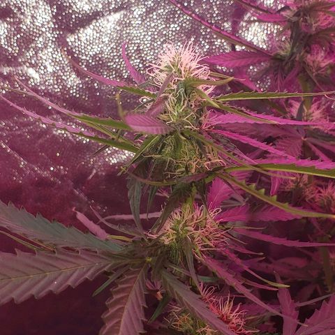 Auto Northern Lights growlog timeline photo