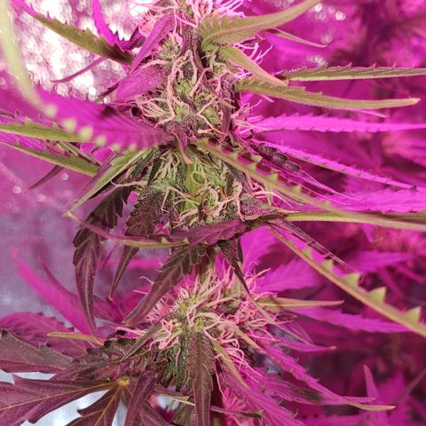 Auto Northern Lights growlog timeline photo