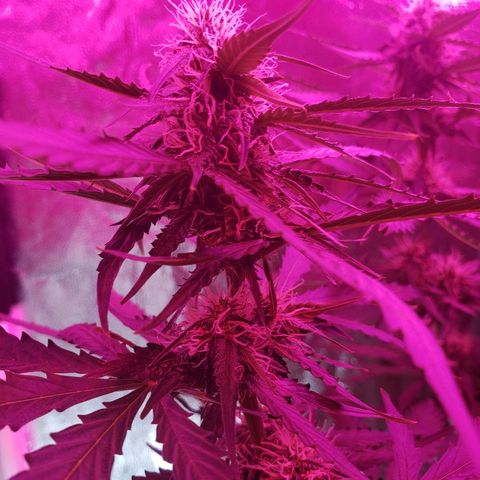 Auto Northern Lights growlog timeline photo