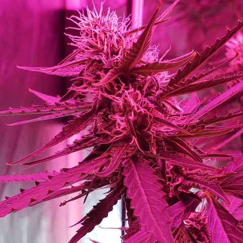Auto Northern Lights growlog timeline photo