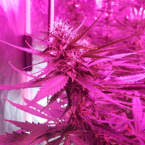 Auto Northern Lights growlog timeline photo