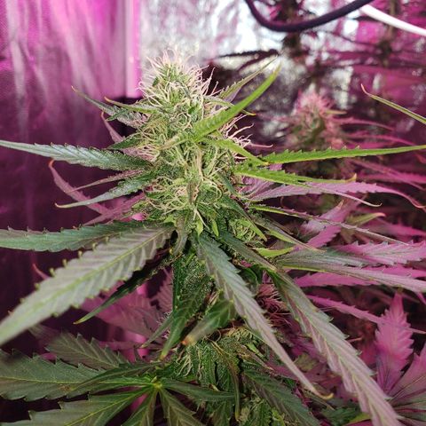 Auto Northern Lights growlog timeline photo
