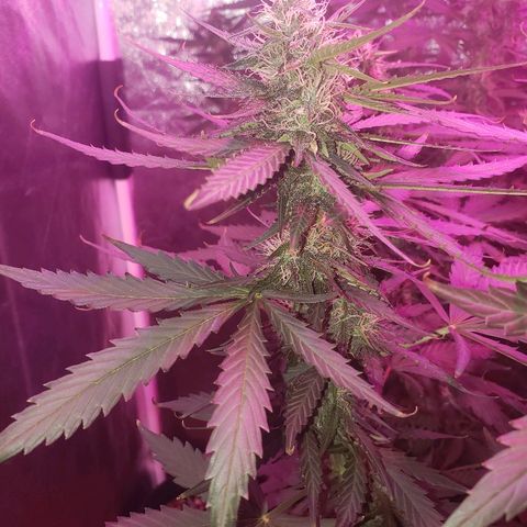 Auto Northern Lights growlog timeline photo