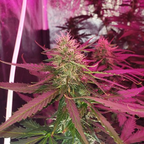Auto Northern Lights growlog timeline photo